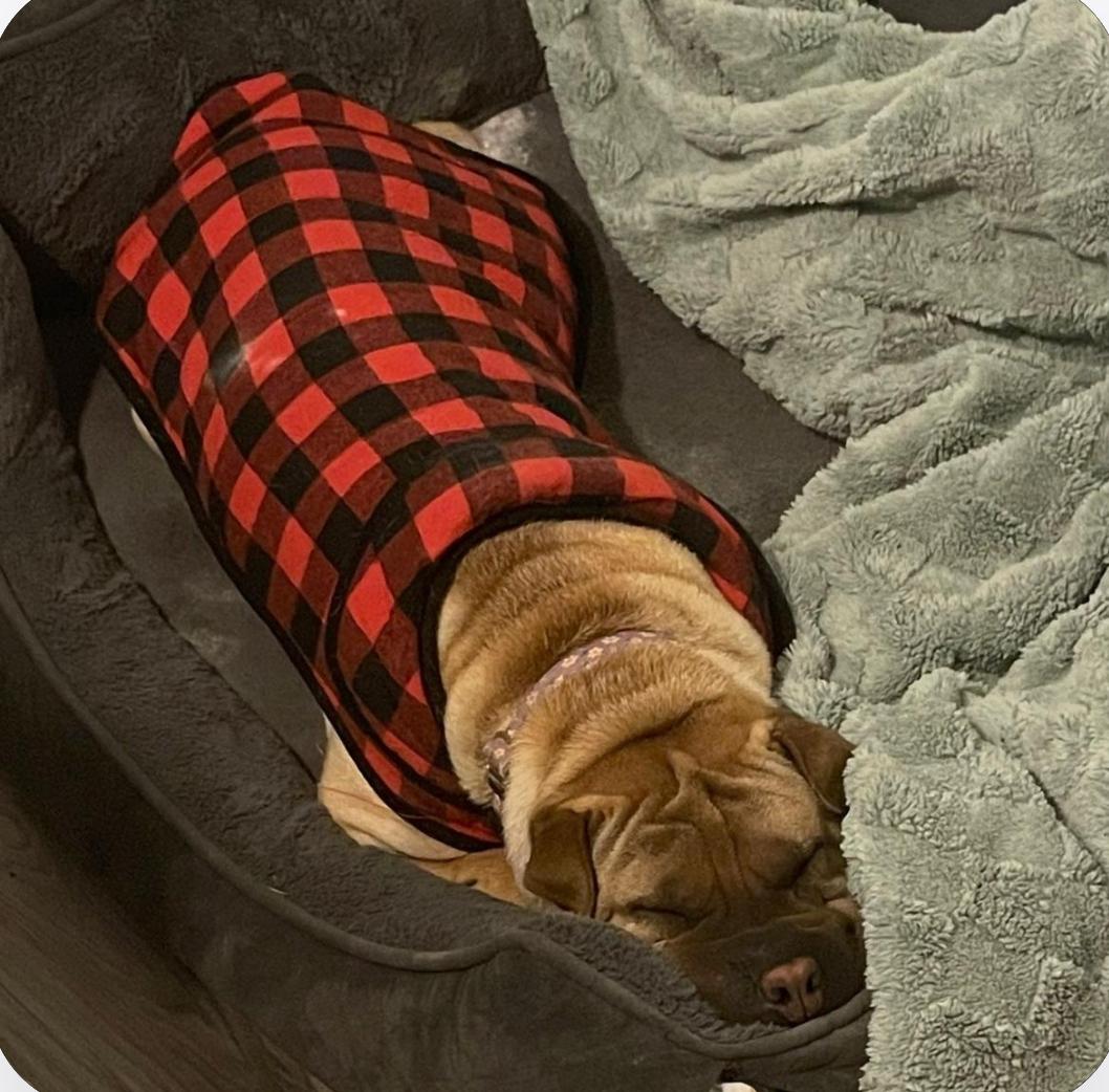 REGAL THE BEAUTIFUL, an adoptable Shar-Pei in Ammon, ID, 83406 | Photo Image 2