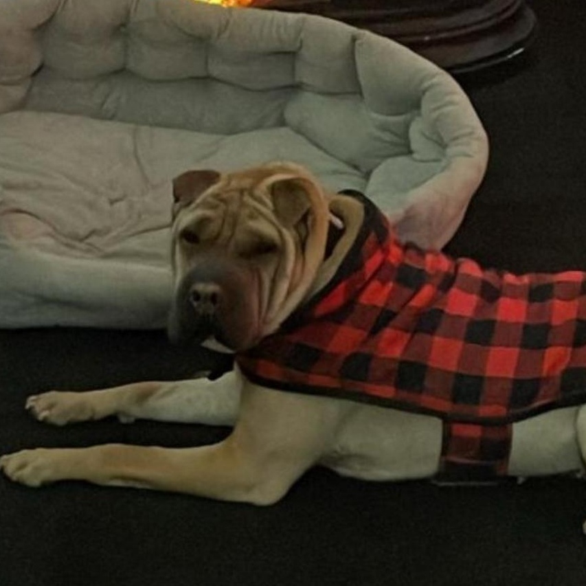 REGAL THE BEAUTIFUL, Adoptable, Adult Female Shar-Pei.