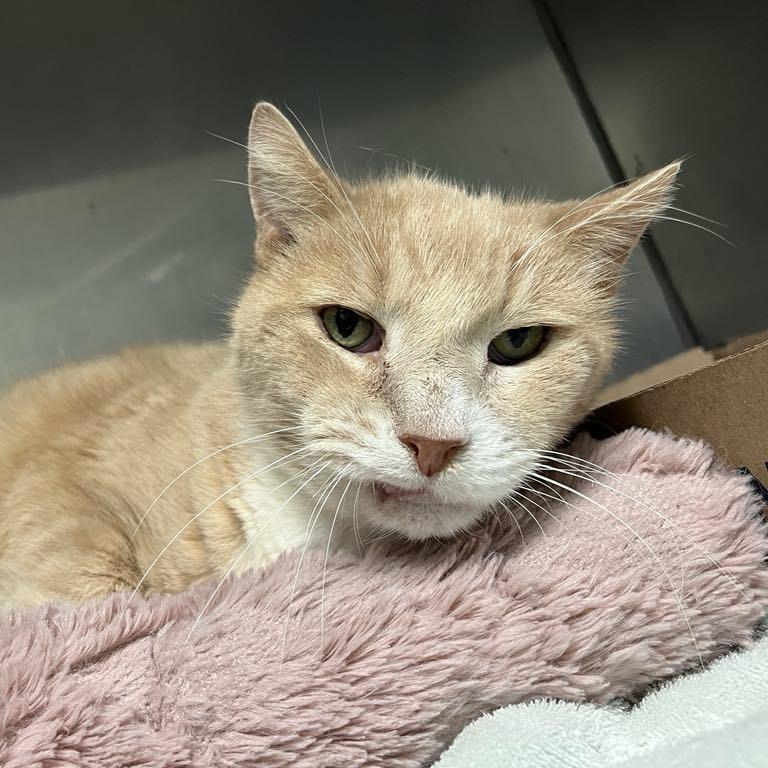 Enlarge Teddy Bear, a Adoptable Domestic Short Hair in Lyndhurst, VA image 1/3