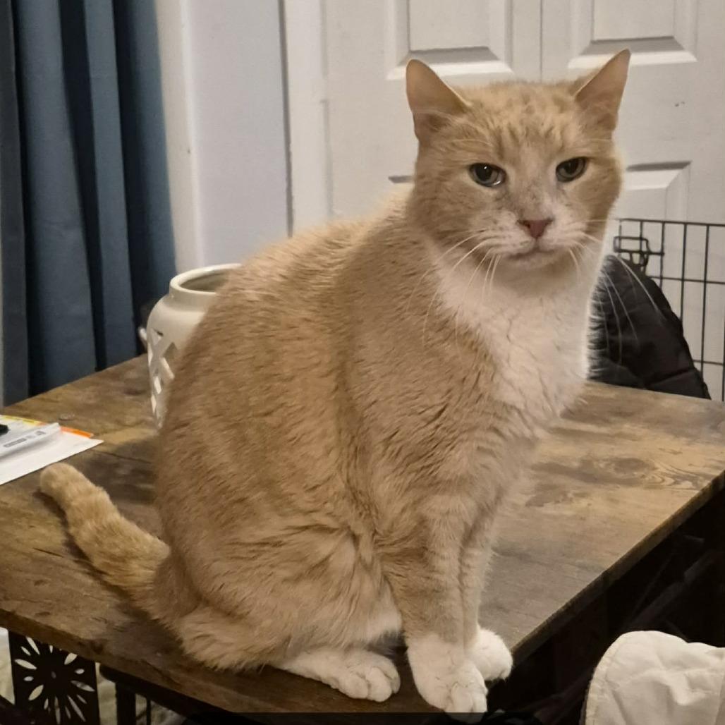 Enlarge Teddy Bear, a Adoptable Domestic Short Hair in Lyndhurst, VA image 2/3