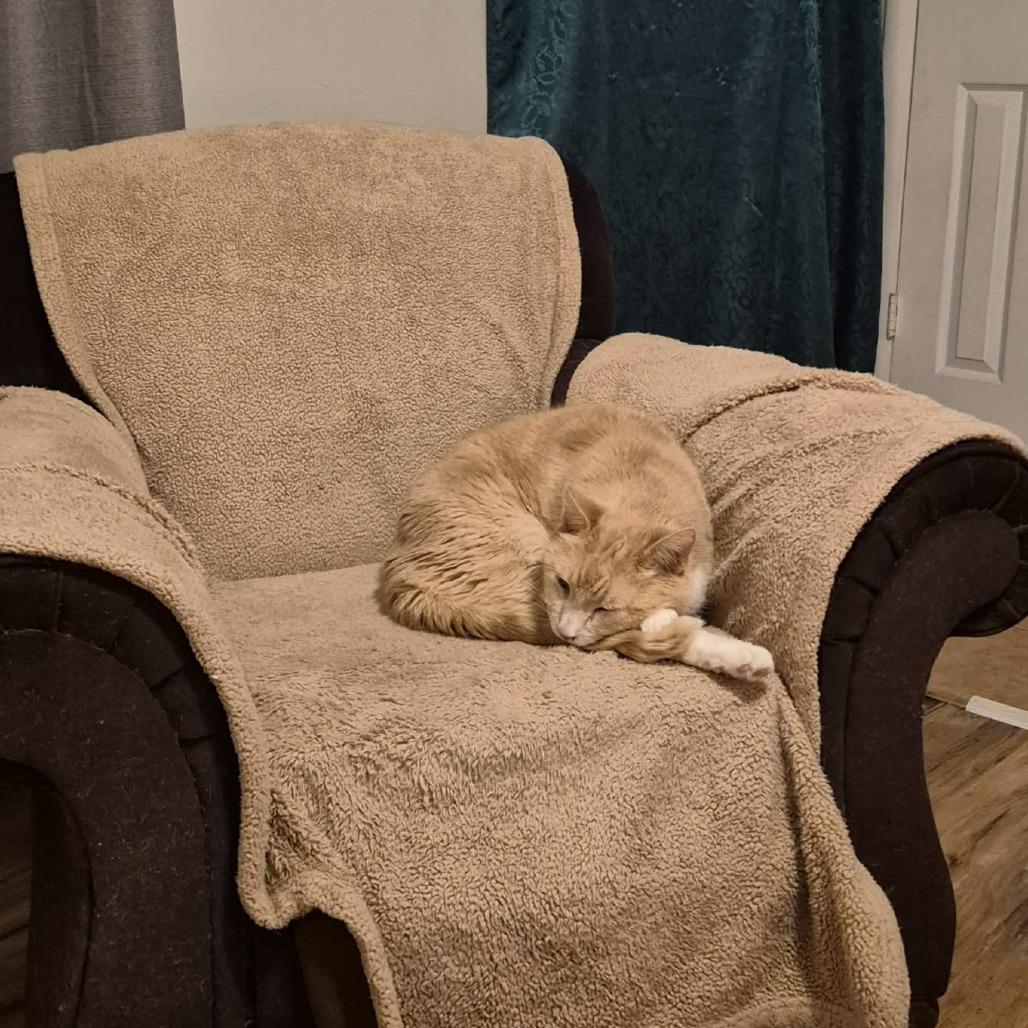 Enlarge Teddy Bear, a Adoptable Domestic Short Hair in Lyndhurst, VA image 3/3