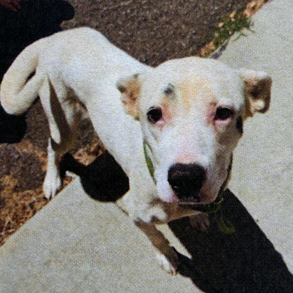 Dottie, Adoptable, Adult Female Boxer & Pit Bull Terrier.