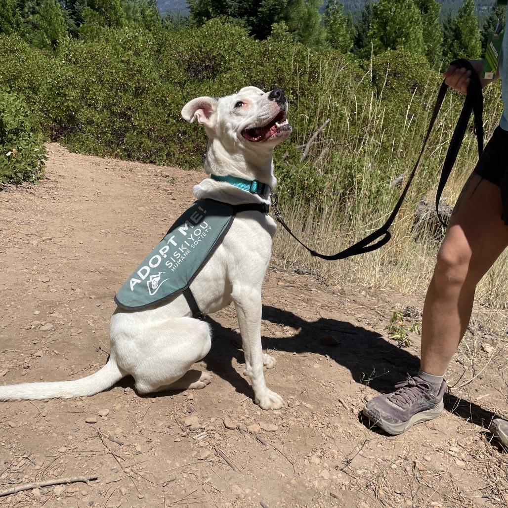 Enlarge Dottie, a Adoptable mixed breed in Mount Shasta, CA image 2/5