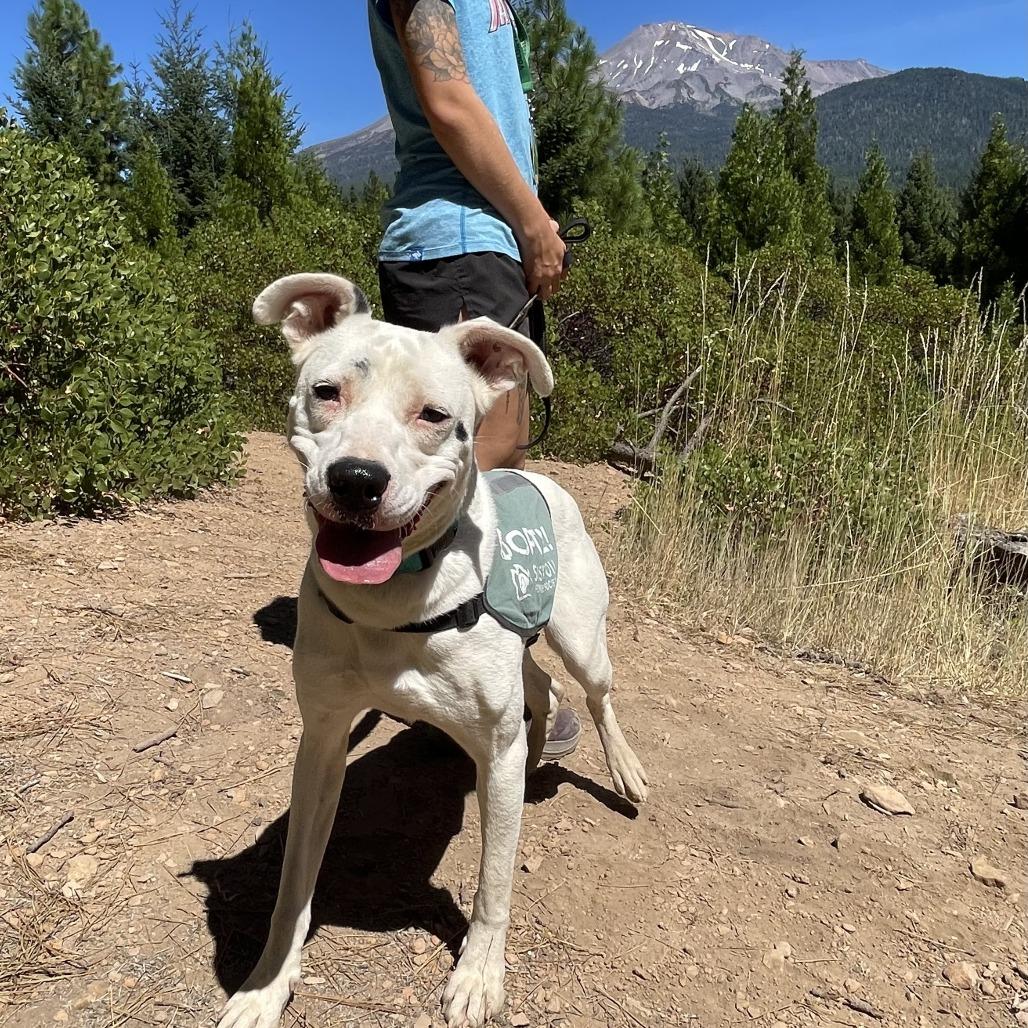 Enlarge Dottie, a Adoptable mixed breed in Mount Shasta, CA image 3/5