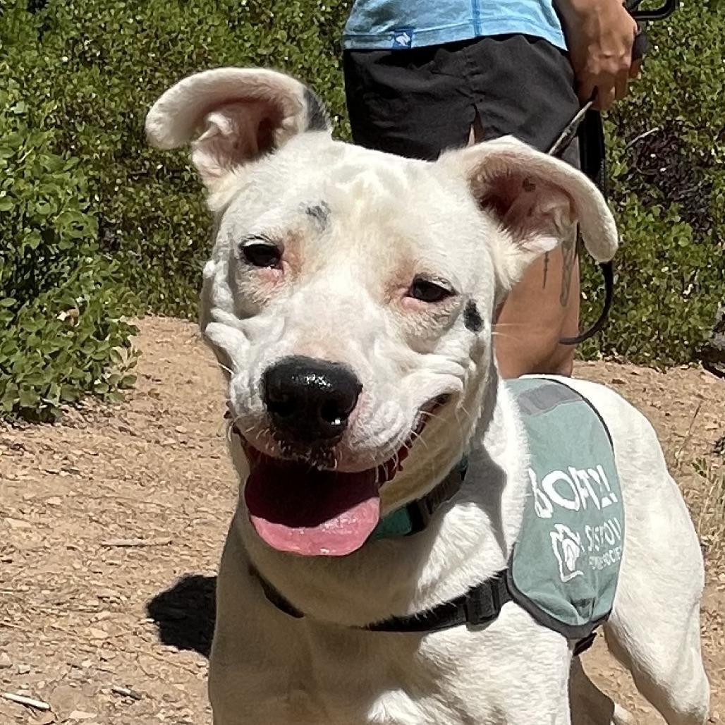 Enlarge Dottie, a Adoptable mixed breed in Mount Shasta, CA image 4/5
