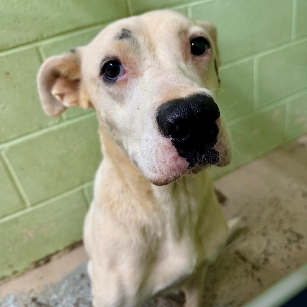 Enlarge Dottie, a Adoptable mixed breed in Mount Shasta, CA image 5/5