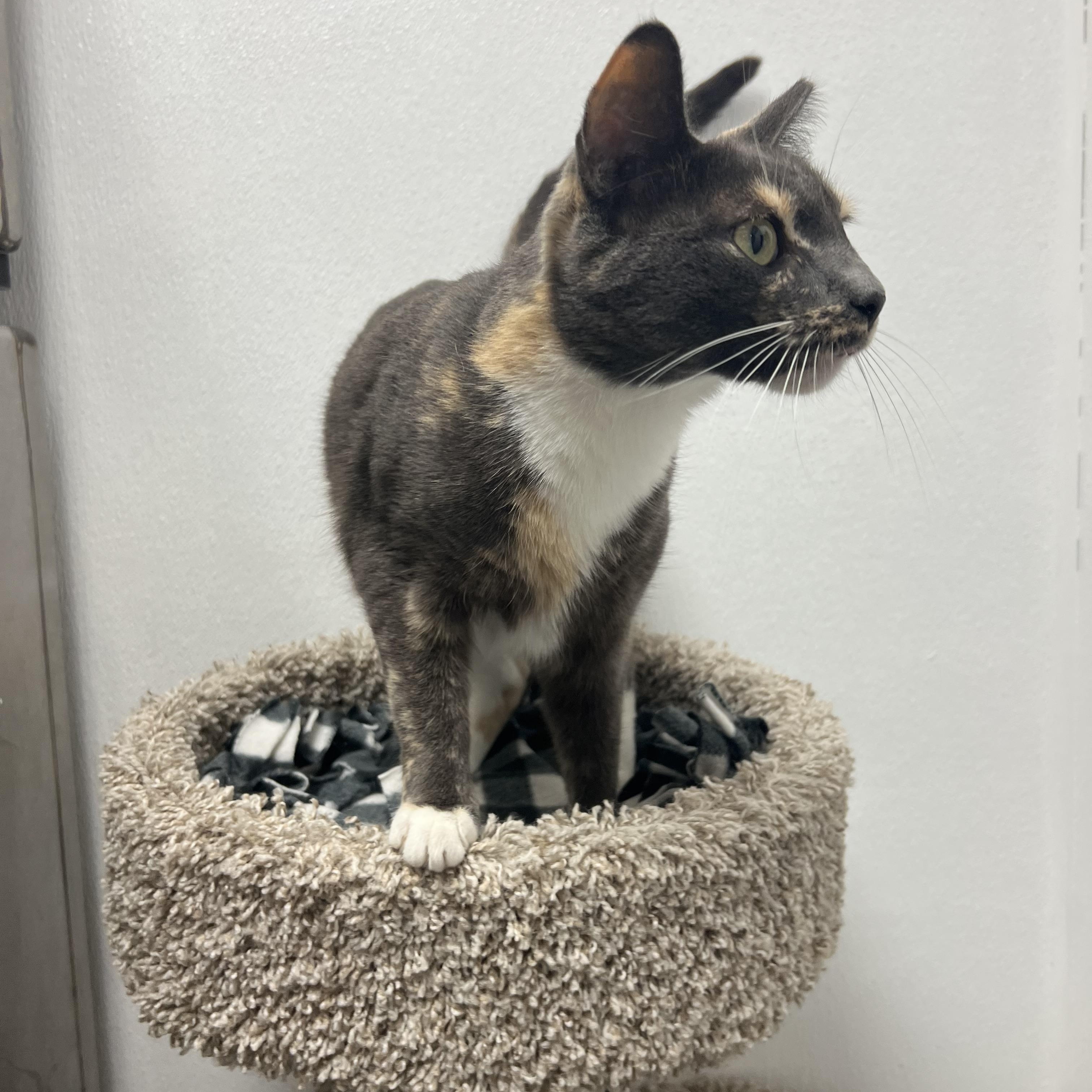 Enlarge Allie, a Adoptable mixed breed in Palmetto, FL image 2/2