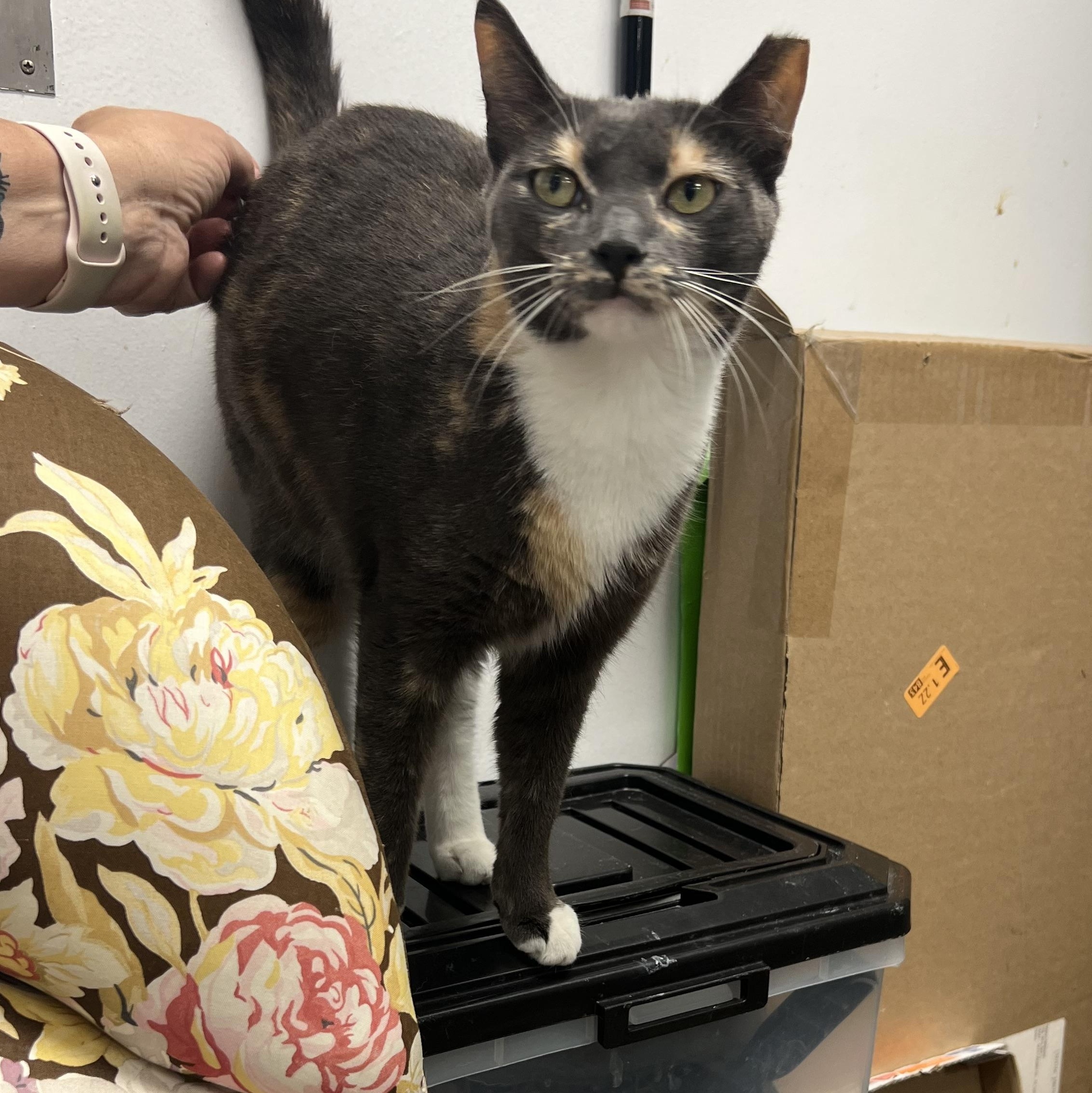 Allie, Adult Female unknown