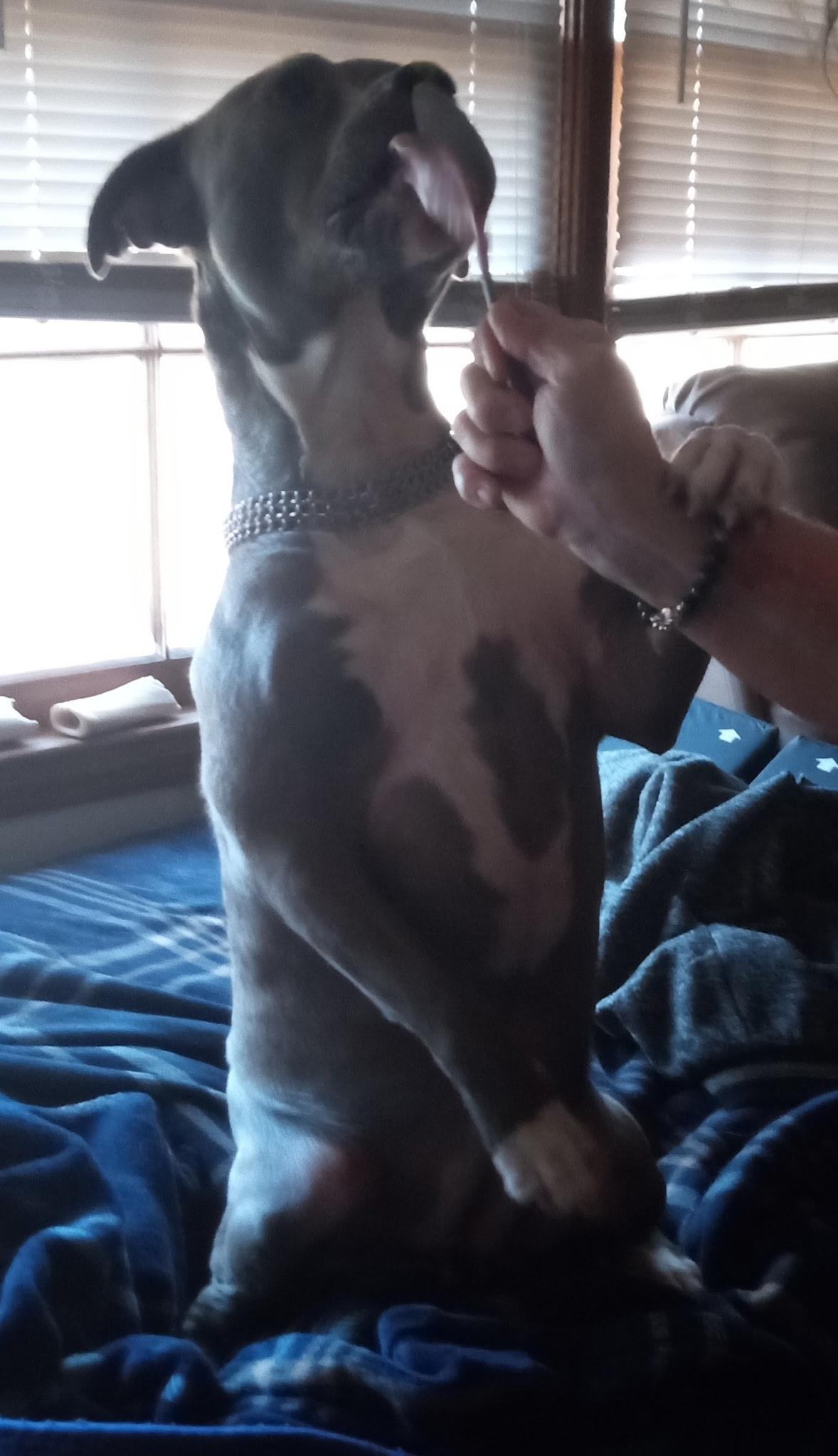 Zena, ADOPTABLE, Young Female Boxer & Pit Bull Terrier.