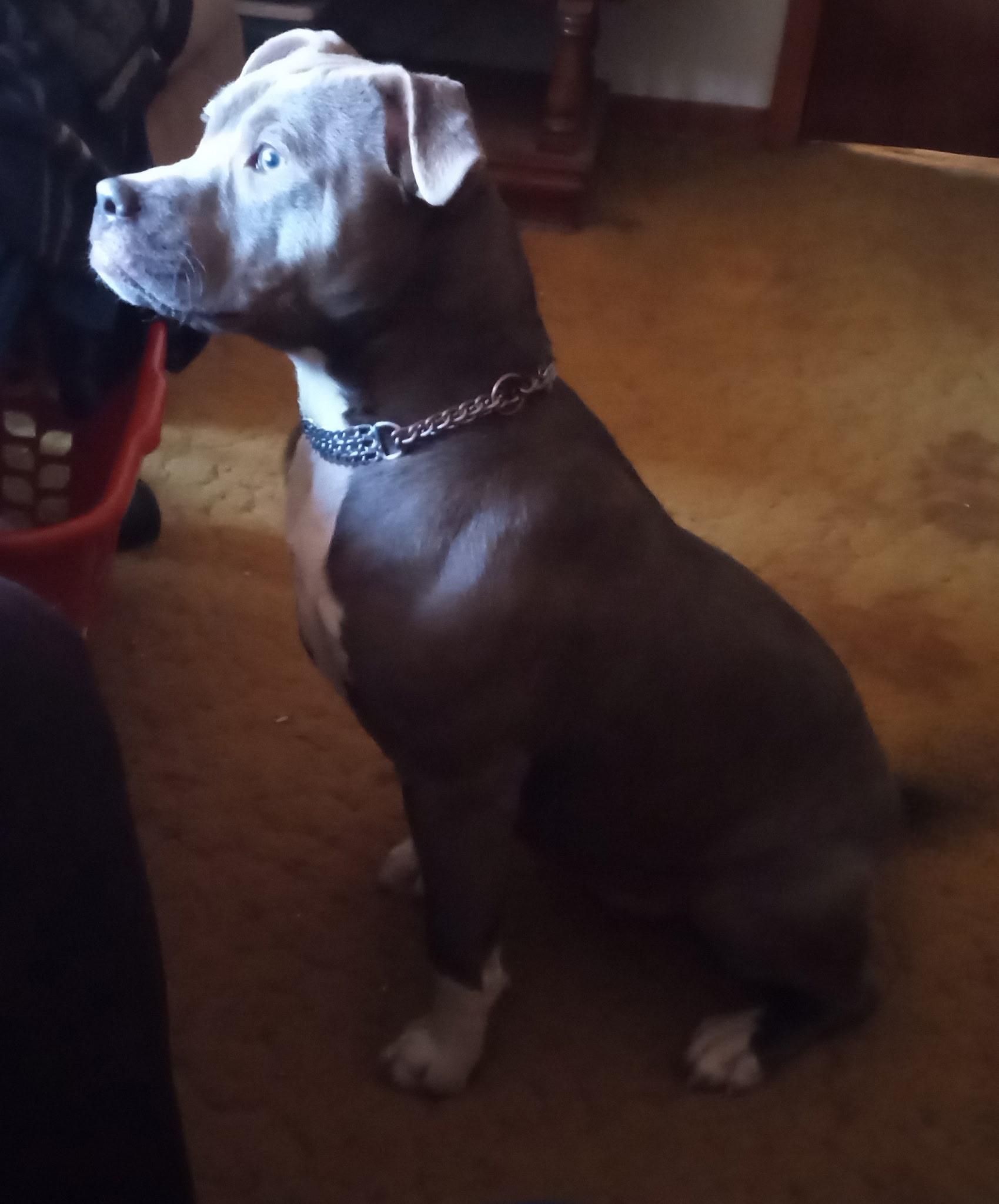 Enlarge Zena, a ADOPTABLE mixed breed in Abbeville, SC image 3/3