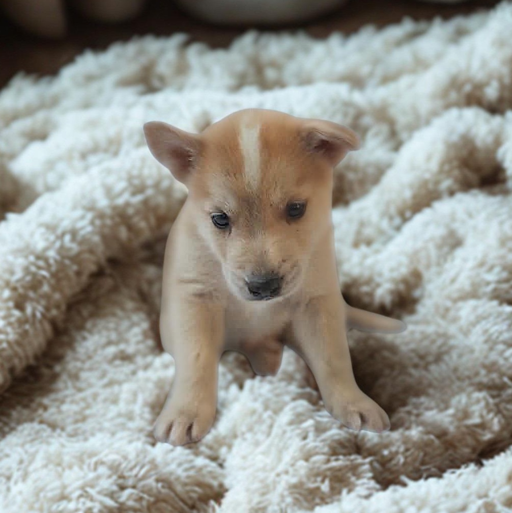 Enlarge The Husky Bunch, a Adoptable mixed breed in San Diego, CA image 1/4