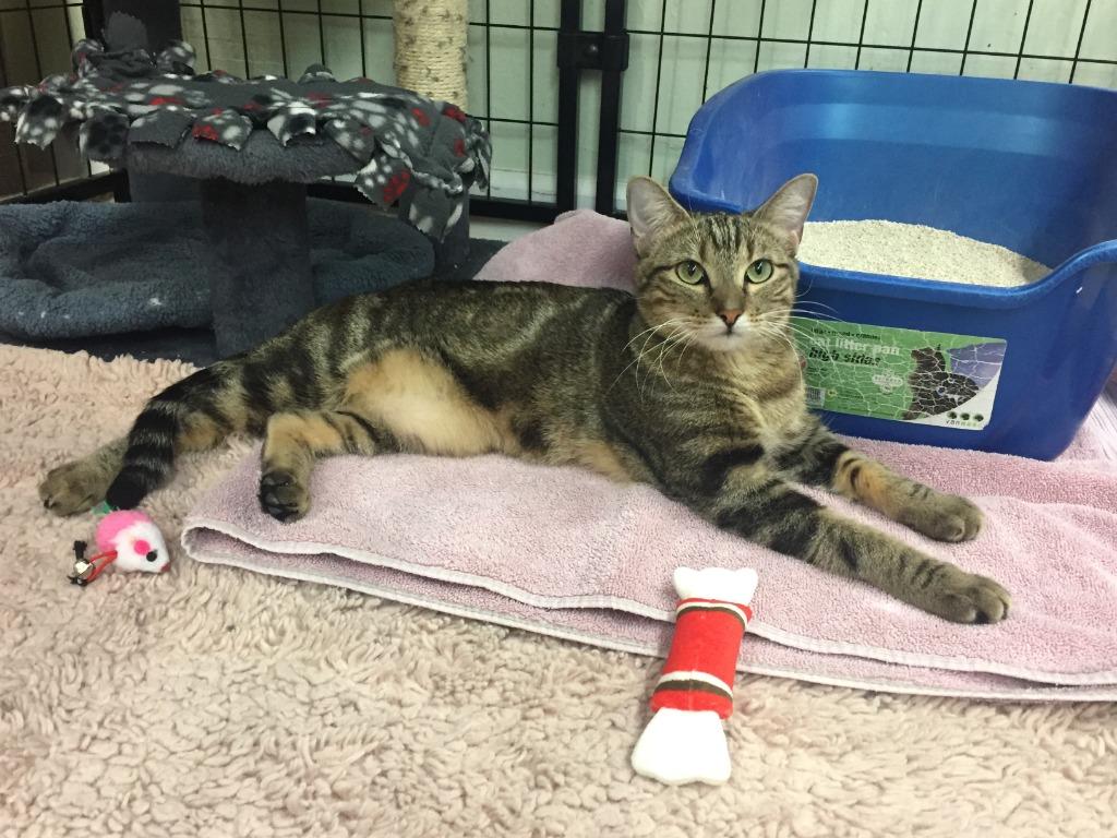 Enlarge Marble 25, a Adoptable mixed breed in Youngtown, AZ image 1/4