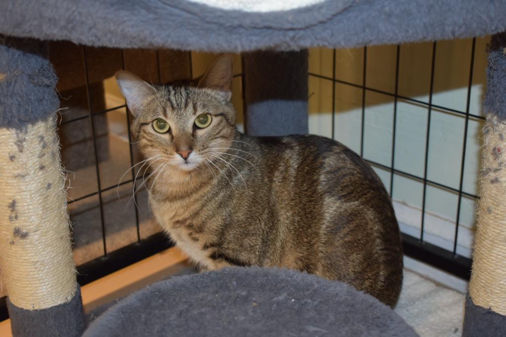 Enlarge Marble 25, a Adoptable mixed breed in Youngtown, AZ image 2/4