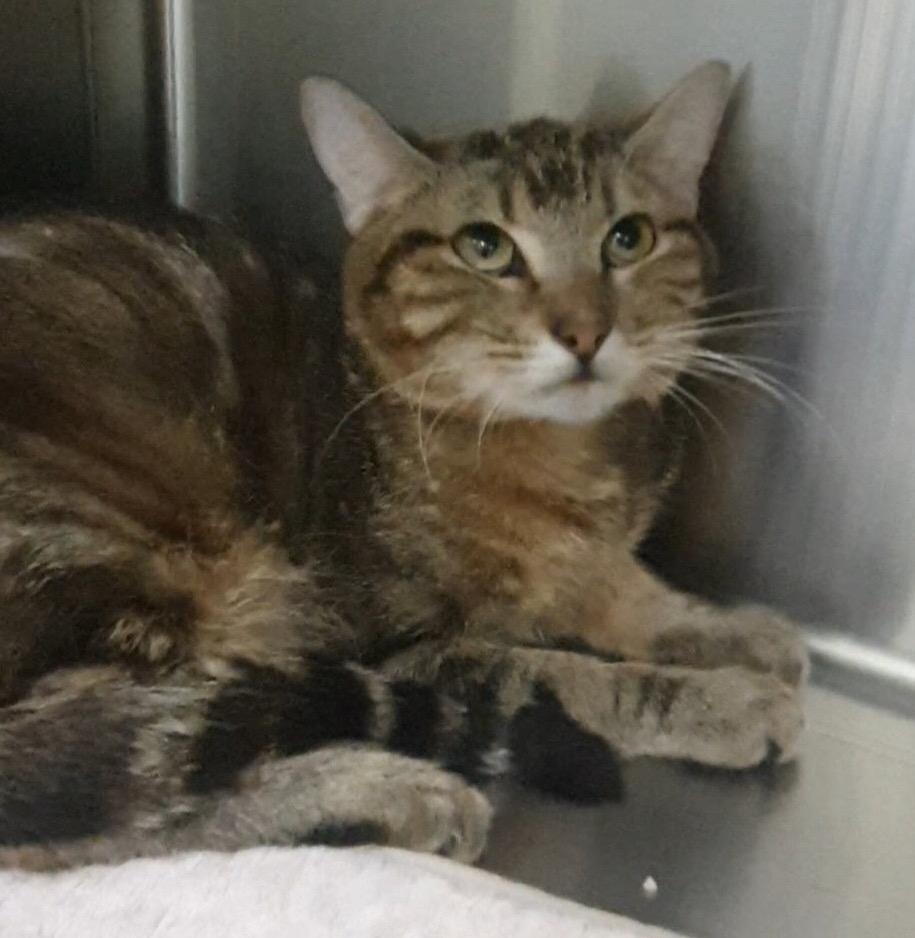 Marble 25, Adoptable, Young Female Domestic Short Hair.