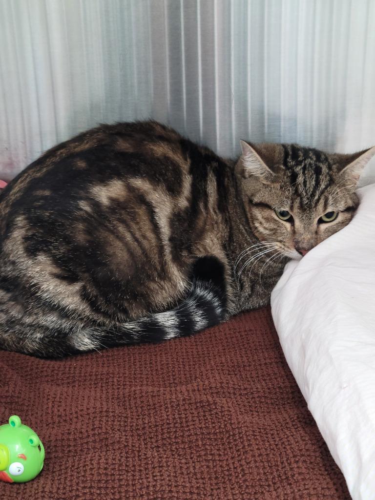 Enlarge Marble 25, a Adoptable mixed breed in Youngtown, AZ image 4/4