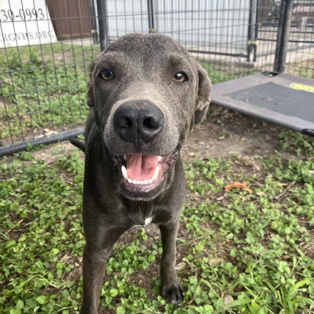 Tiger-197162, Adoptable, Young Male Weimaraner.