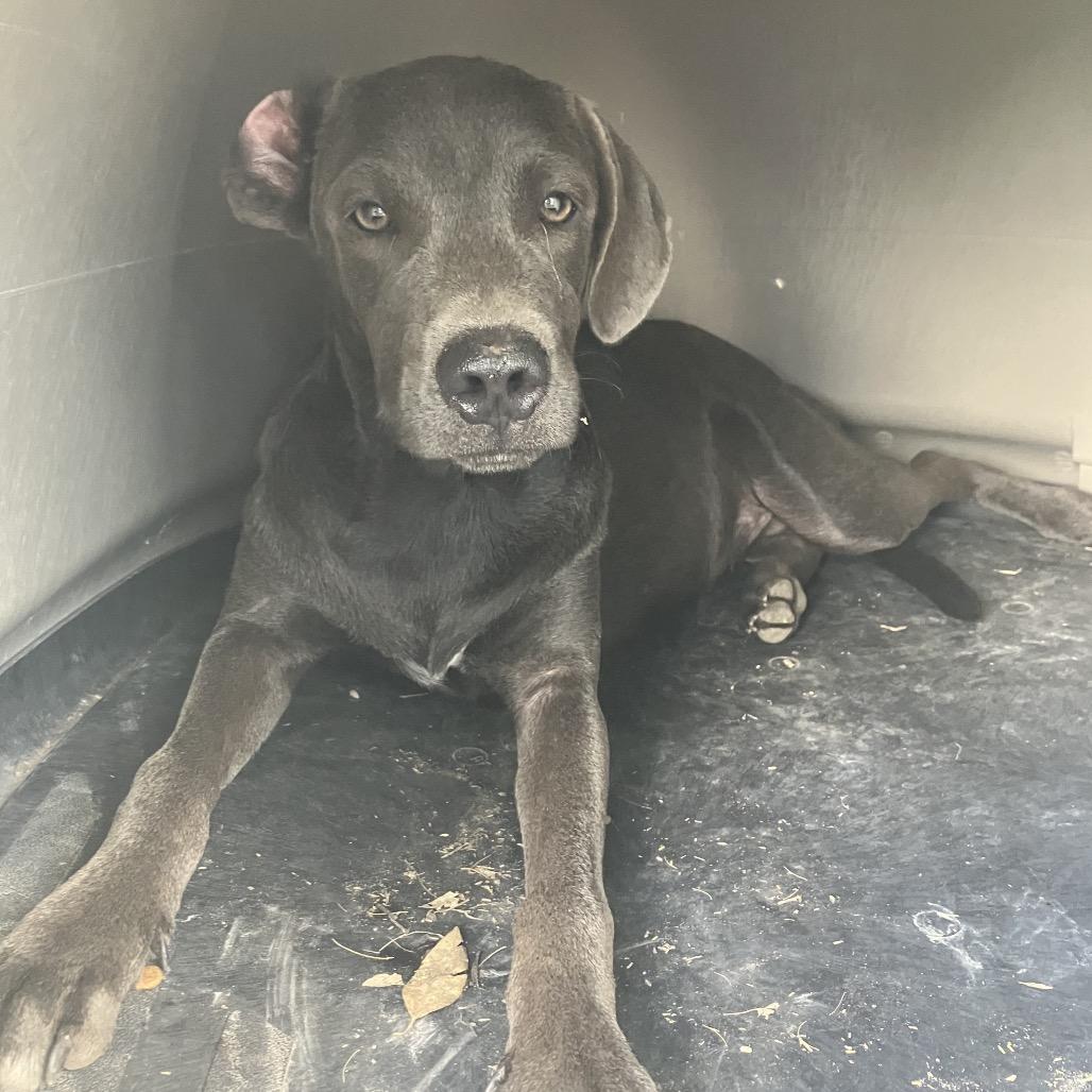 Tiger-197162, a Adoptable Weimaraner in Harlingen, TX image 1/2