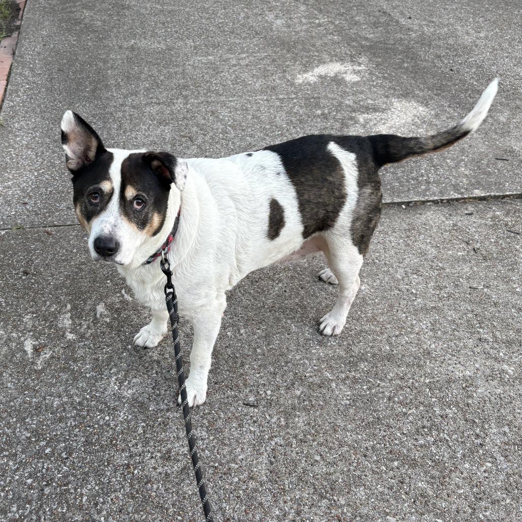 Bobby, Adoptable, Senior Male Shepherd.