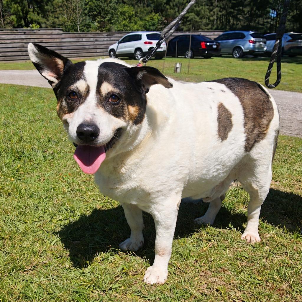 Enlarge Bobby, a Adoptable Shepherd in Houston, TX image 2/5