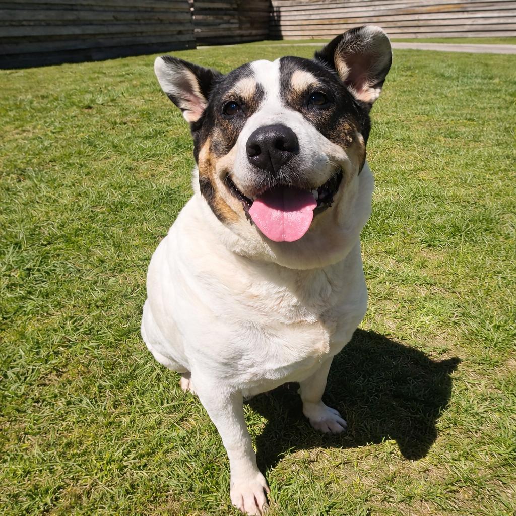Enlarge Bobby, a Adoptable Shepherd in Houston, TX image 3/5