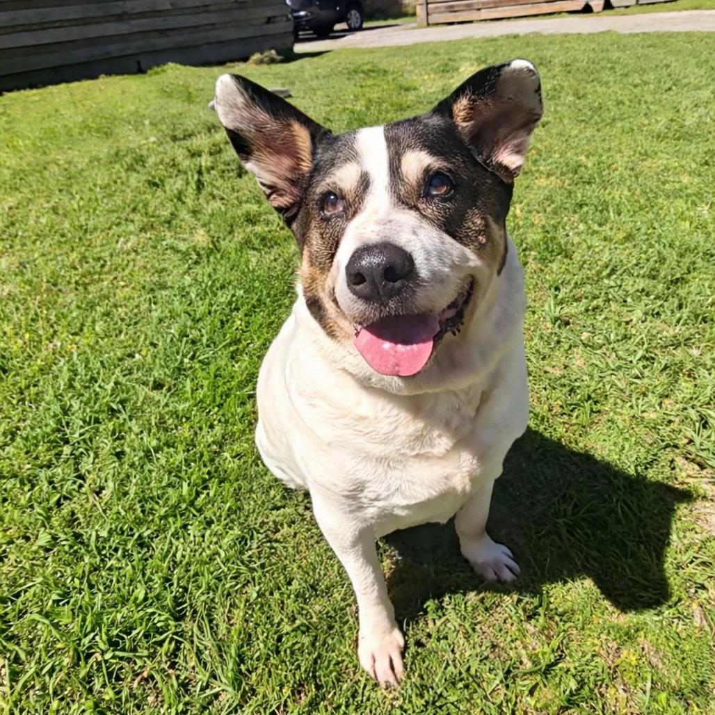 Enlarge Bobby, a Adoptable Shepherd in Houston, TX image 5/5