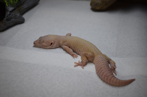 Enlarge Snowy, a Adopted Gecko in Tacoma, WA image 1/1