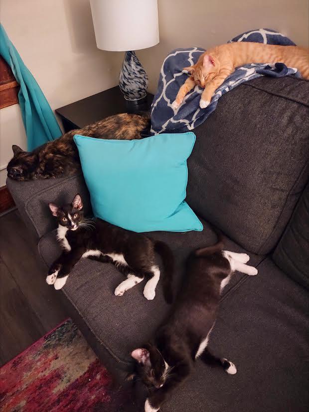 Chive, Adoptable, Kitten Male Domestic Short Hair.