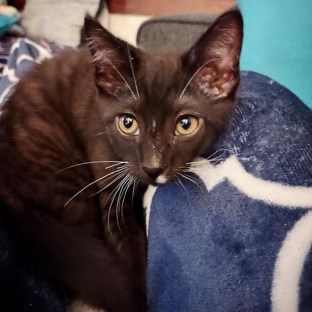 Enlarge Chive, a Adoptable Domestic Short Hair in Buffalo, NY image 2/4