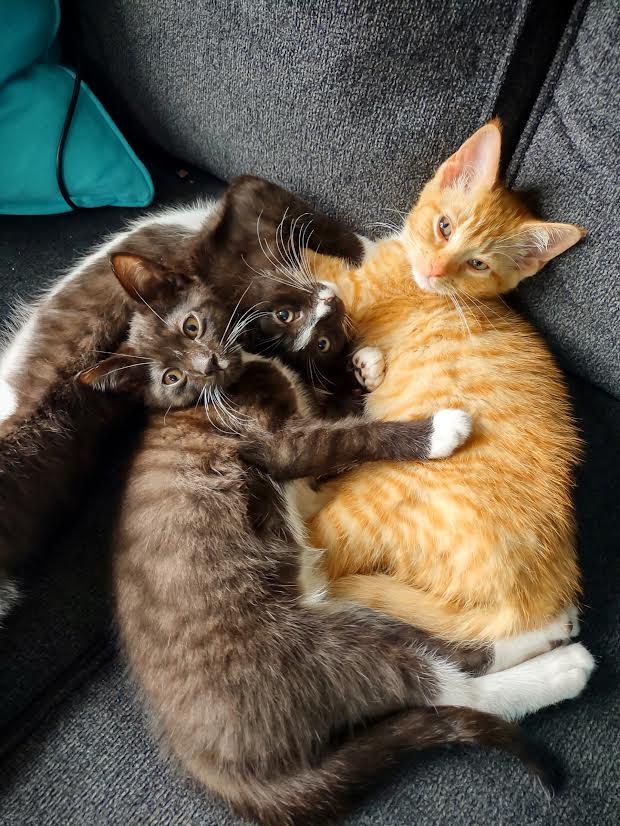 Enlarge Chive, a Adoptable Domestic Short Hair in Buffalo, NY image 3/4