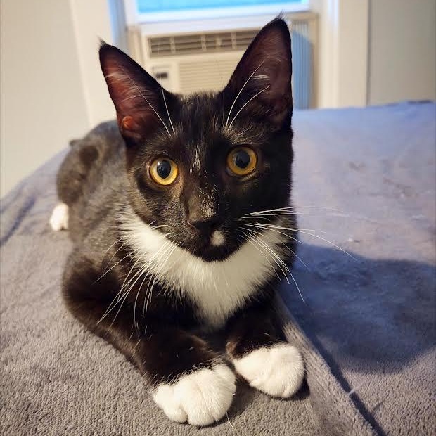 Enlarge Chive, a Adoptable Domestic Short Hair in Buffalo, NY image 4/4