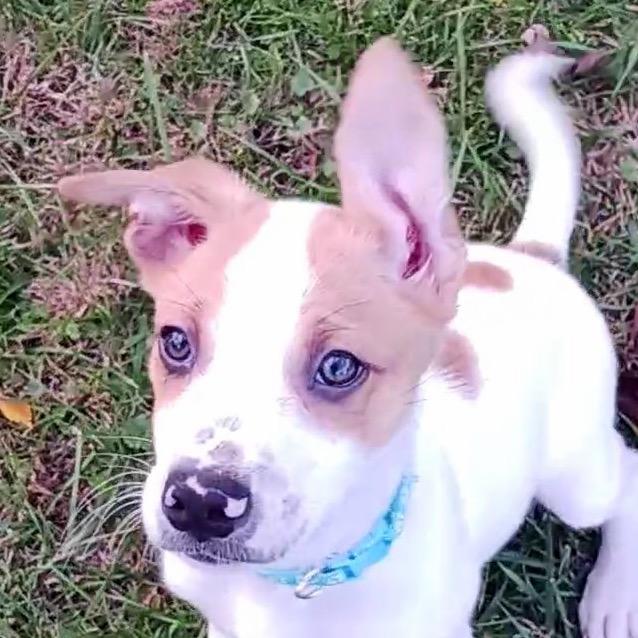 Enlarge Dennis - blue, a Adoptable mixed breed in Greenfield, IN image 1/1