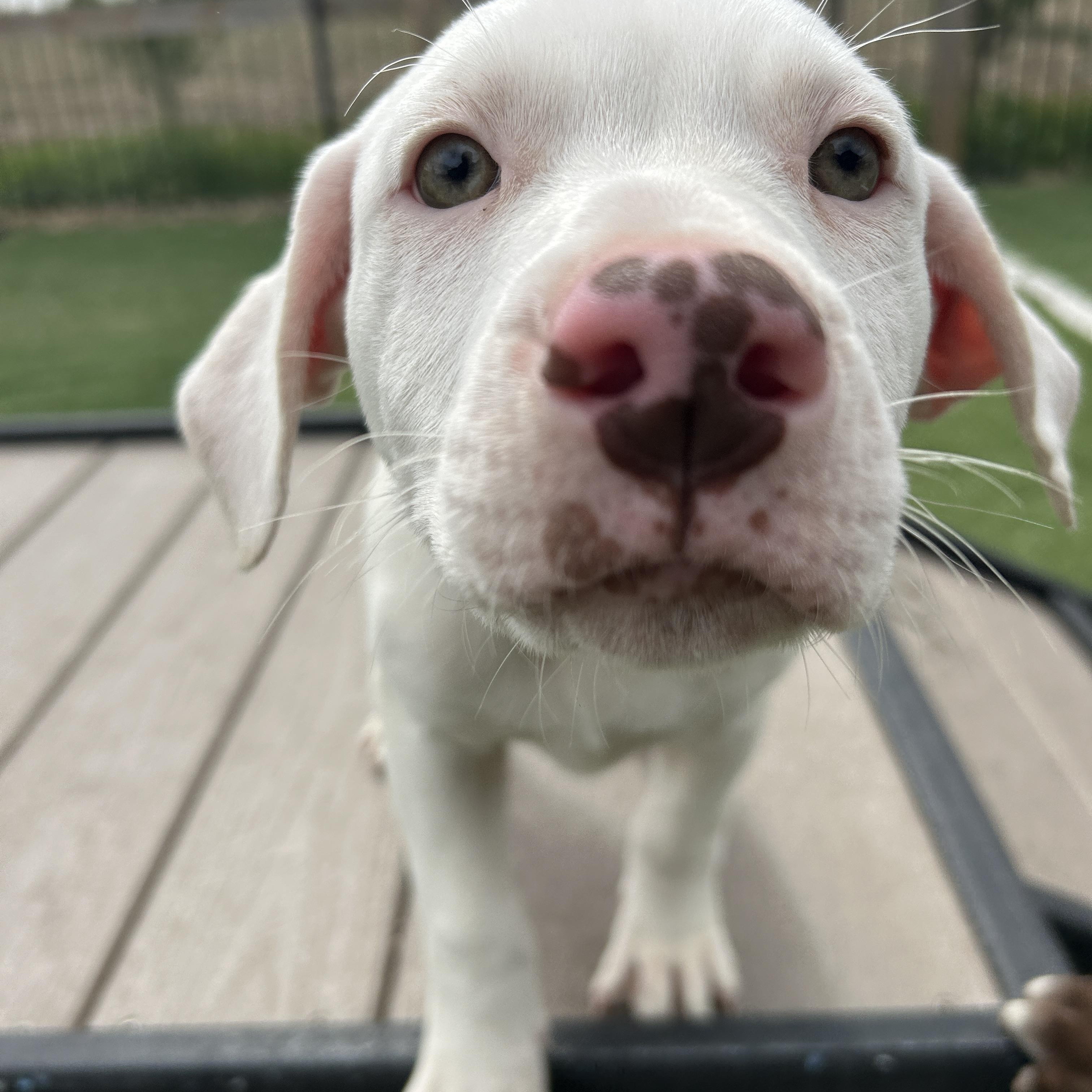 Ben, ADOPTABLE, Puppy Male American Staffordshire Terrier.