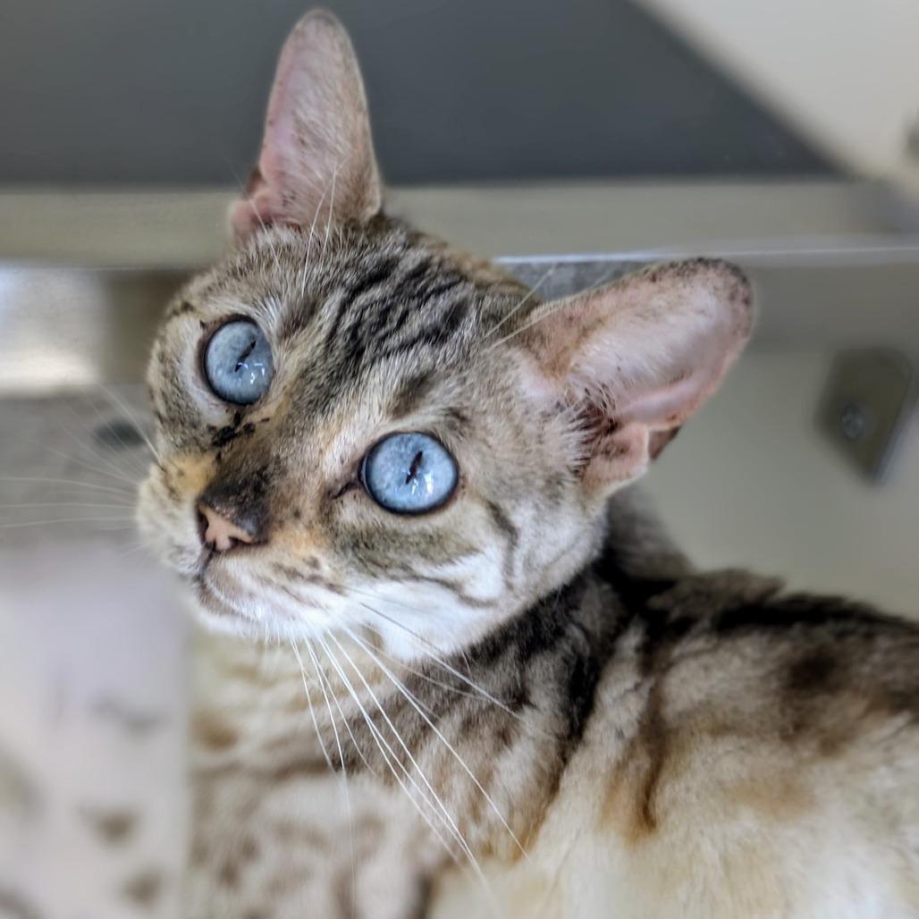 Aspen — thumbnail 4