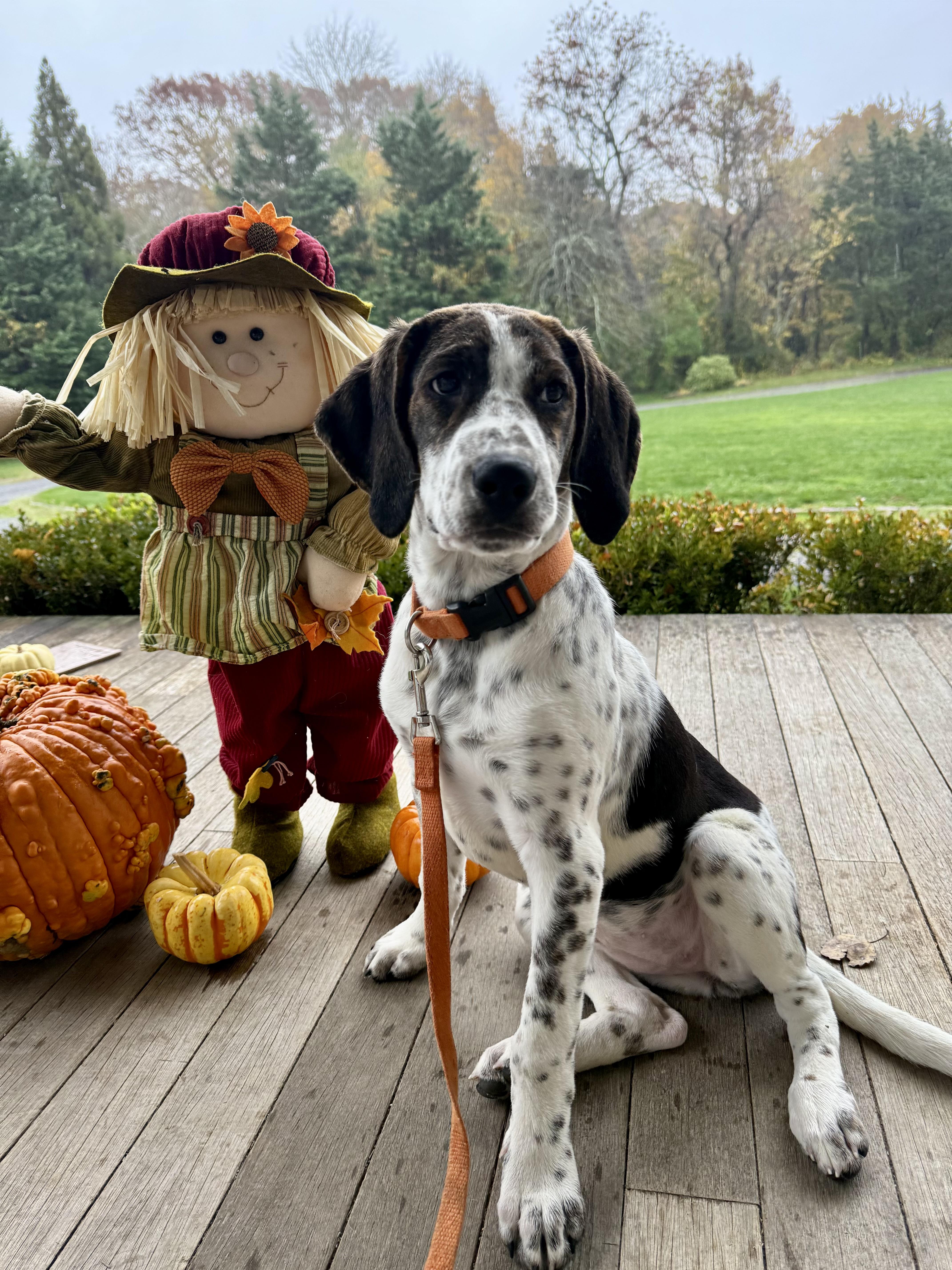 Enlarge Ammo, an adopted mixed breed in Sag Harbor, NY image 2/5