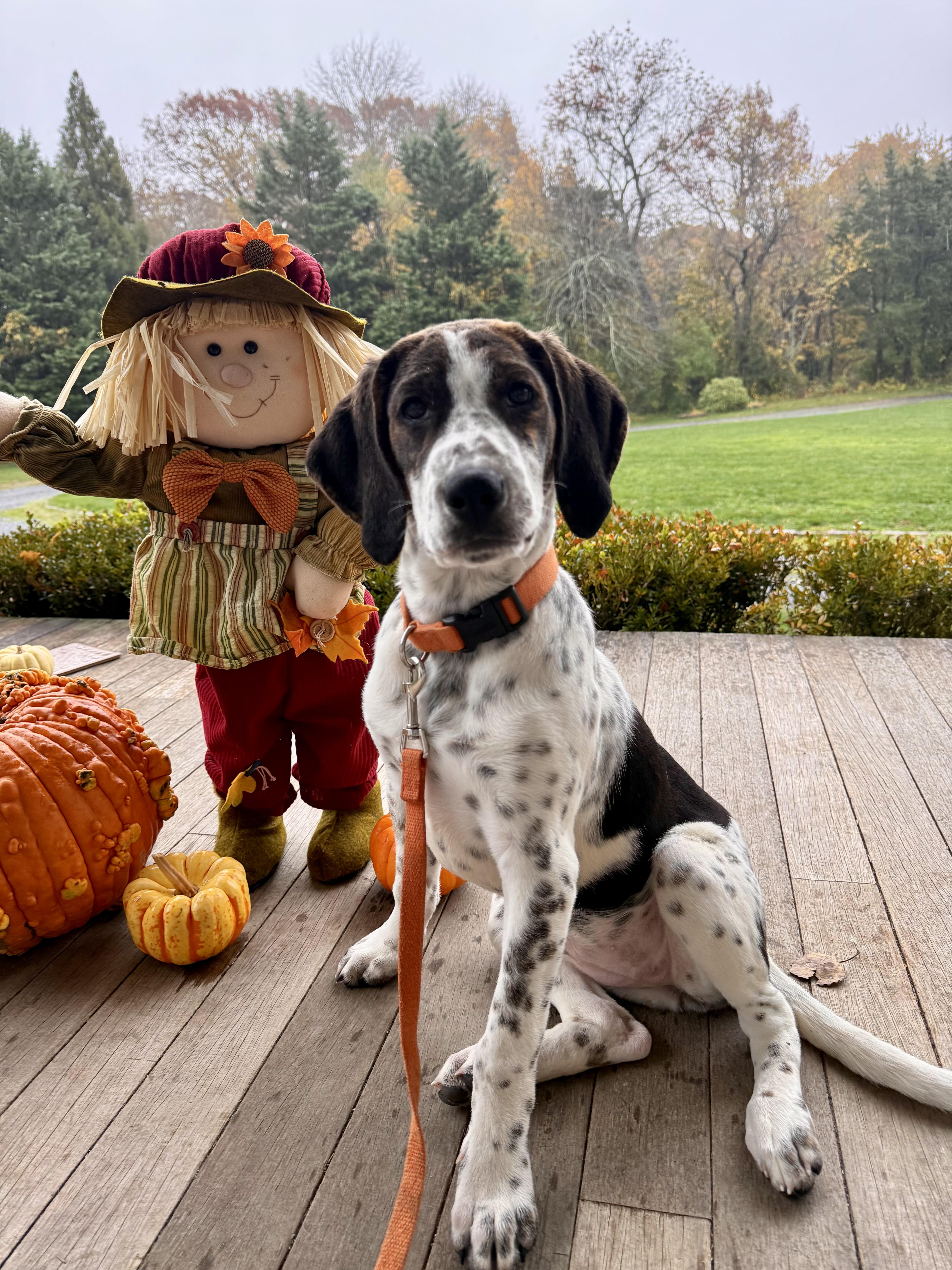 Enlarge Ammo, an adopted mixed breed in Sag Harbor, NY image 1/5