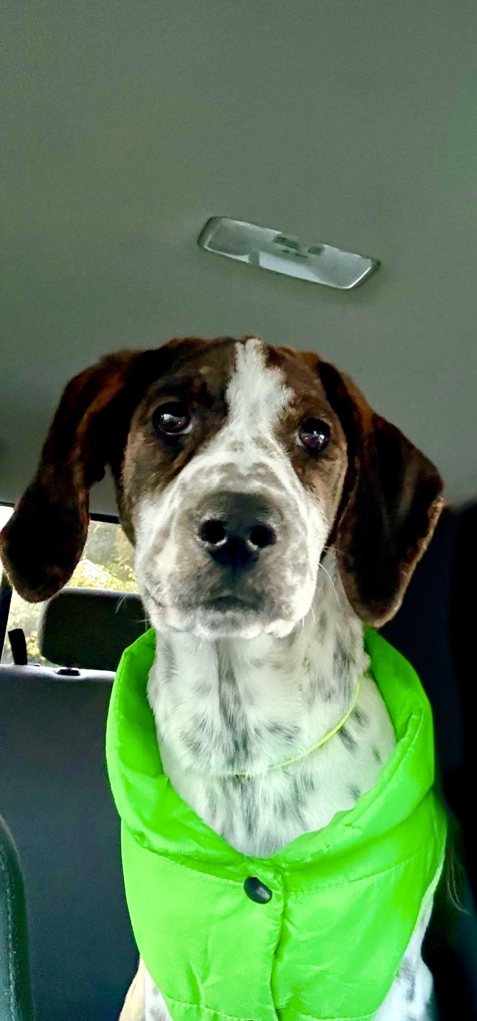 Enlarge Ammo, an adopted mixed breed in Sag Harbor, NY image 4/5