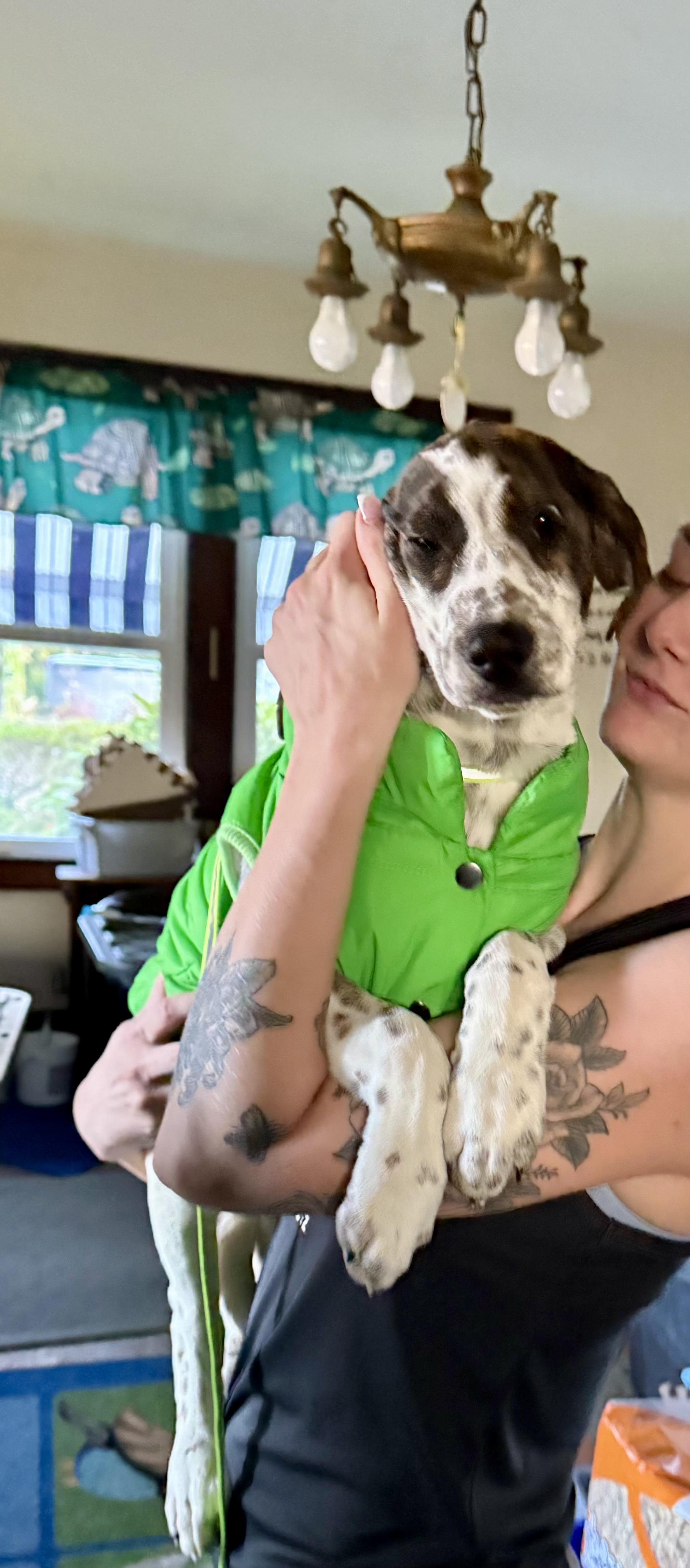 Enlarge Ammo, an adopted mixed breed in Sag Harbor, NY image 5/5