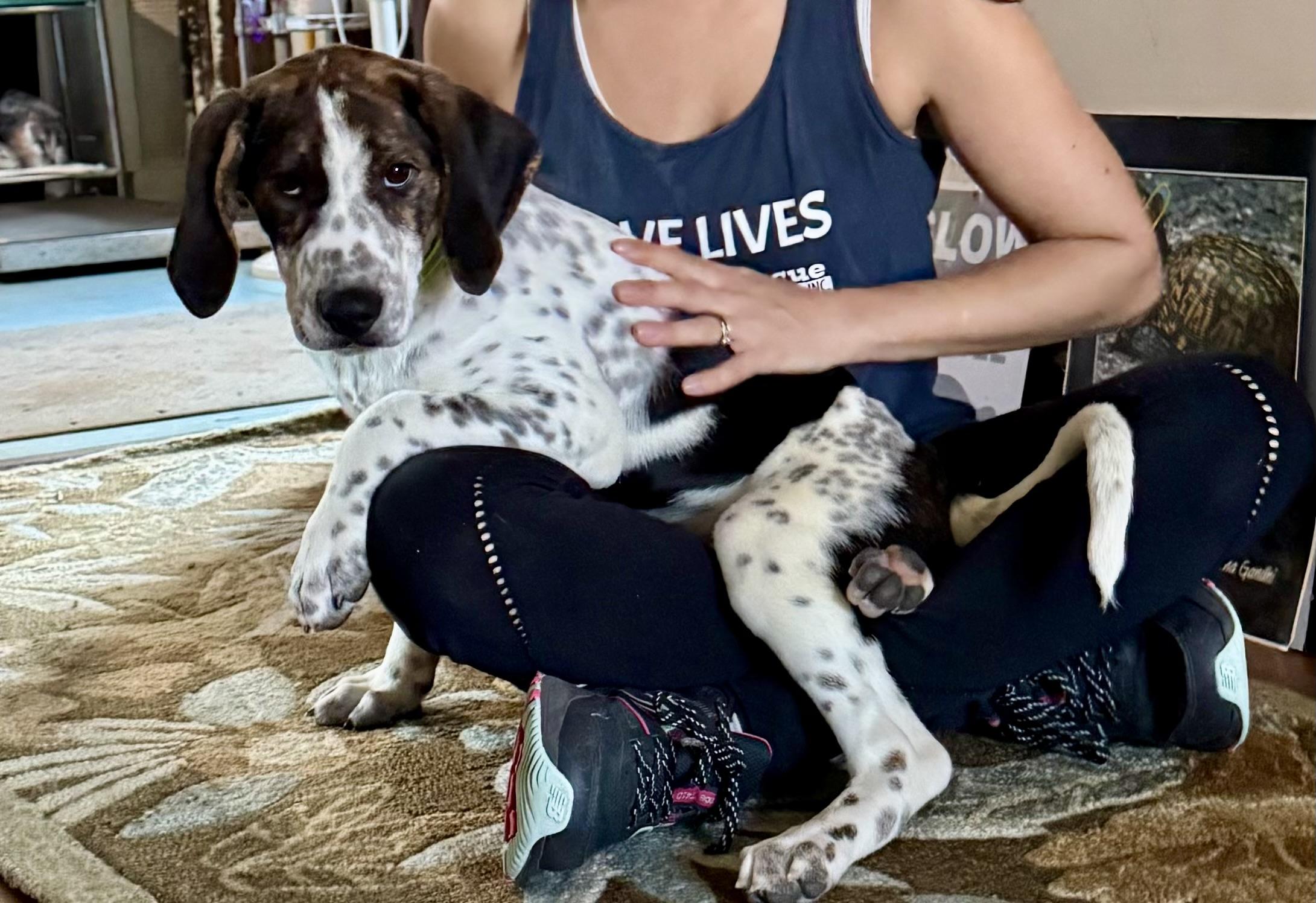 Ammo, adopted, Puppy Female Beagle & Foxhound.