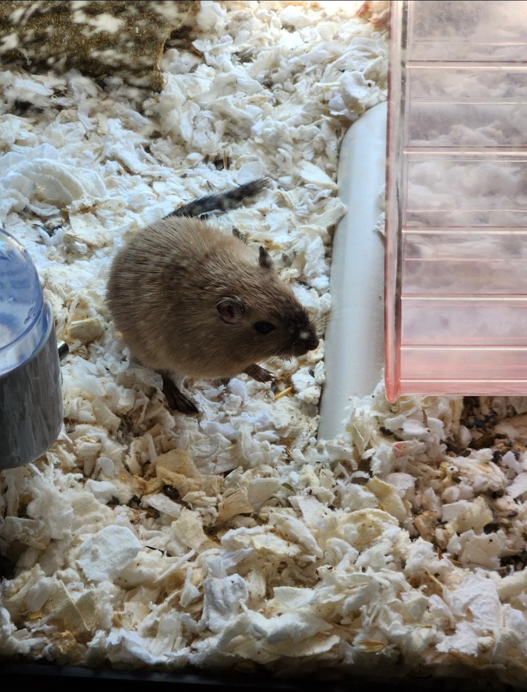 Enlarge Black Panther & Polar Express, a ADOPTABLE Gerbil in West Chester, OH image 3/3