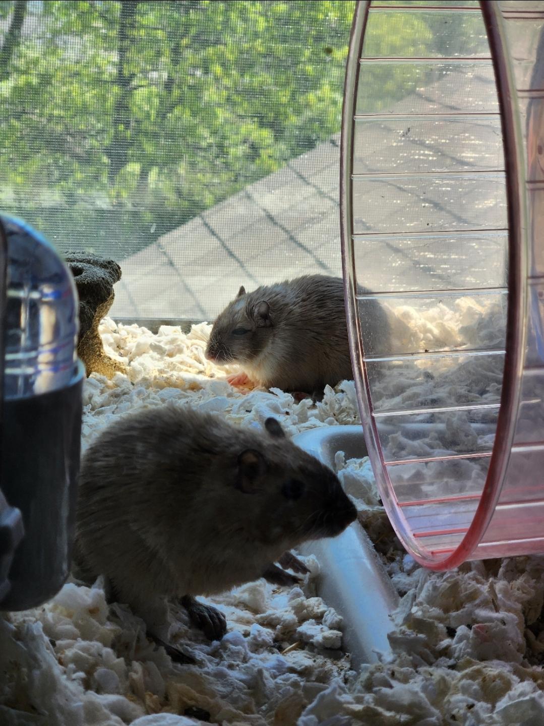 Black Panther & Polar Express, ADOPTABLE, Adult Male Gerbil.