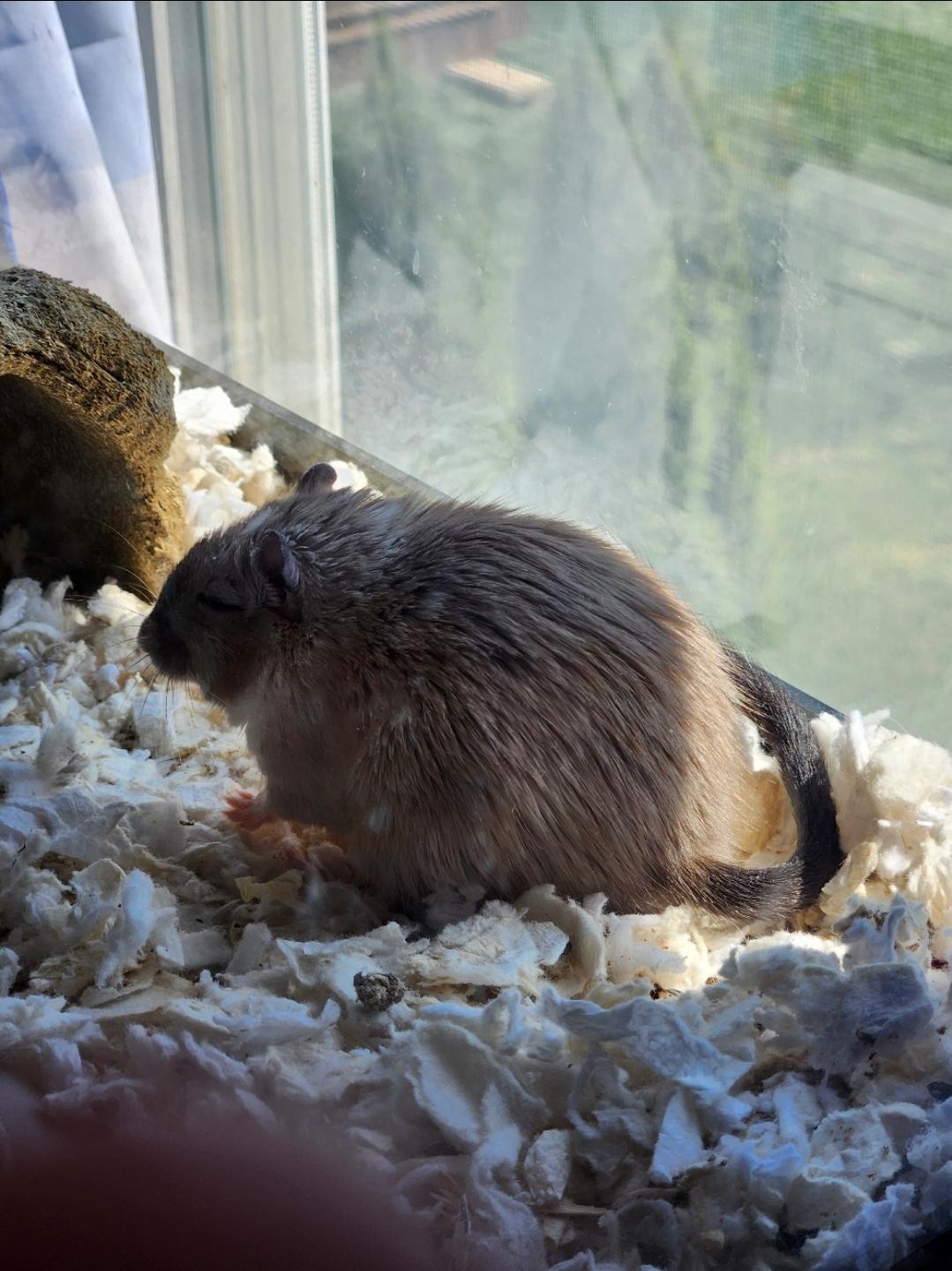 Enlarge Black Panther & Polar Express, a ADOPTABLE Gerbil in West Chester, OH image 2/3