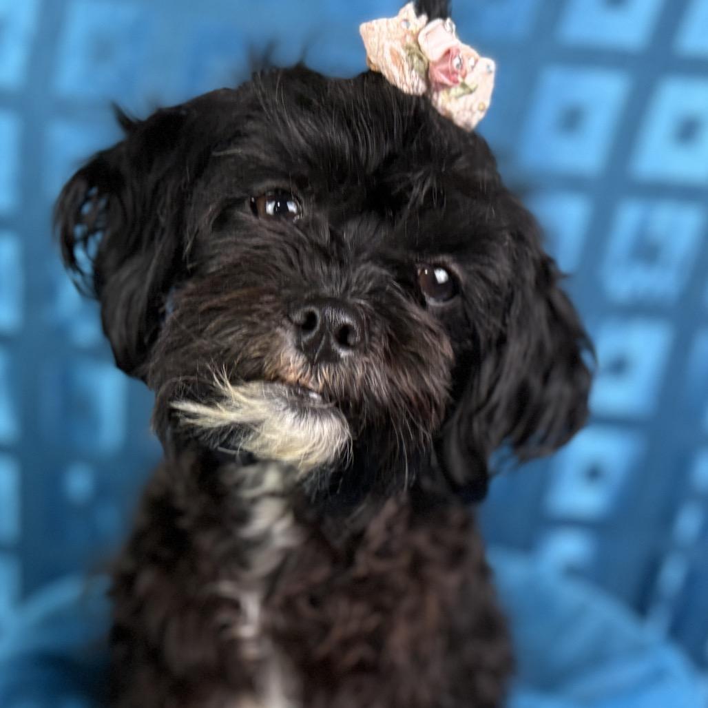 Enlarge Raven: The Crazy‑Haired Cuddle Queen, an adoptable mixed breed in San Antonio, TX image 1/4