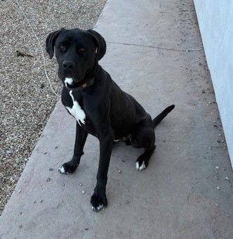 Zeus, Adoptable, Young Male Cane Corso.