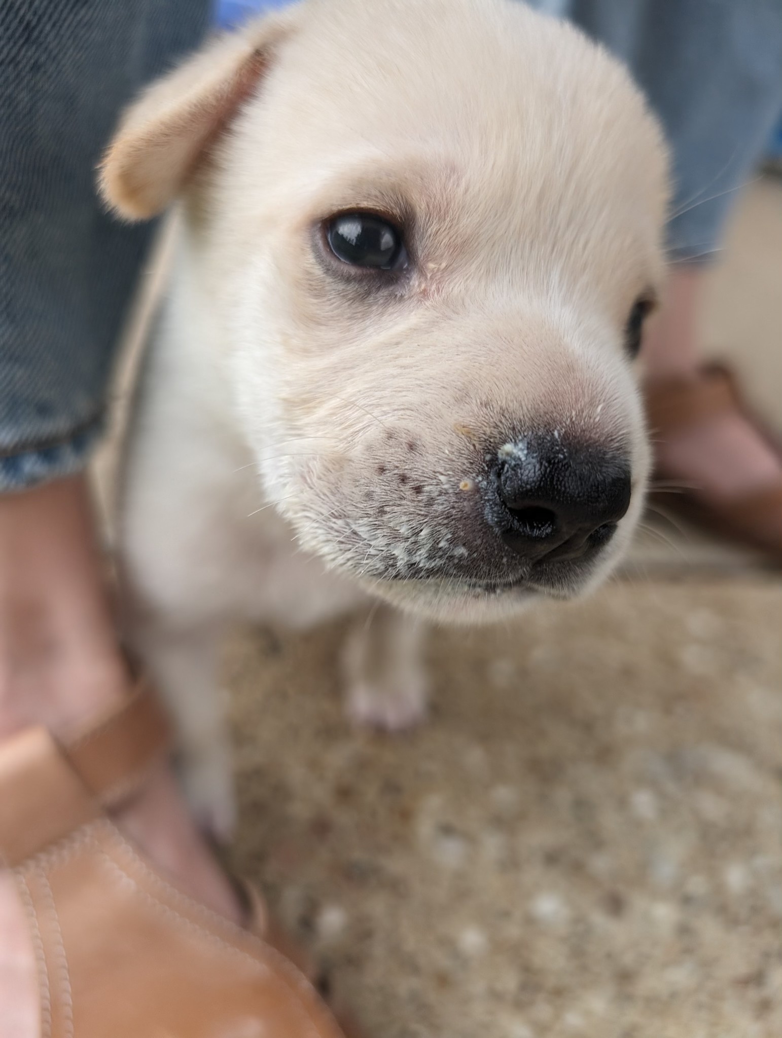 Enlarge Female3, a Adopted Labrador Retriever in Lufkin, TX image 2/3