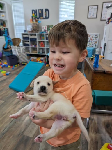 Enlarge Female3, a Adopted Labrador Retriever in Lufkin, TX image 3/3
