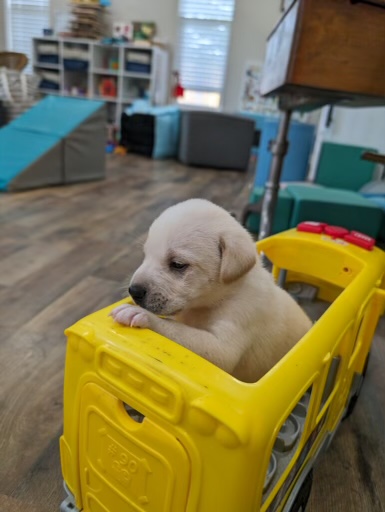 Female3, Adopted, Puppy Female Labrador Retriever.