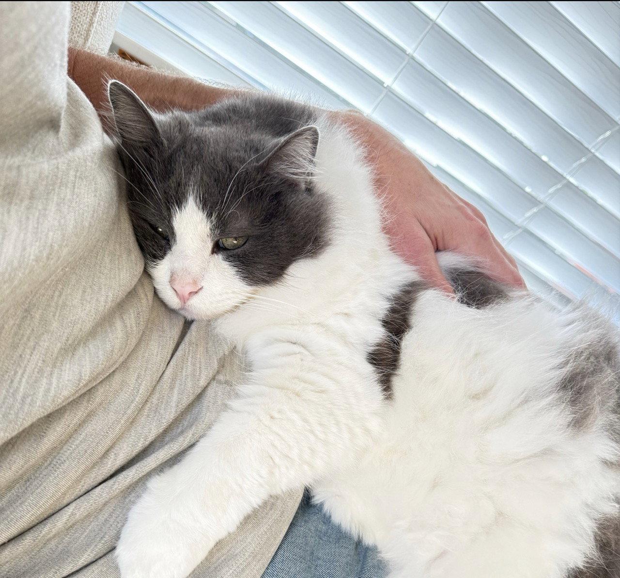 Enlarge Gumbo, a Adoptable Domestic Medium Hair in Oakland, CA image 1/3