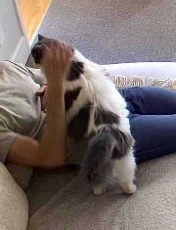 Gumbo, Adoptable, Senior Male Domestic Medium Hair.