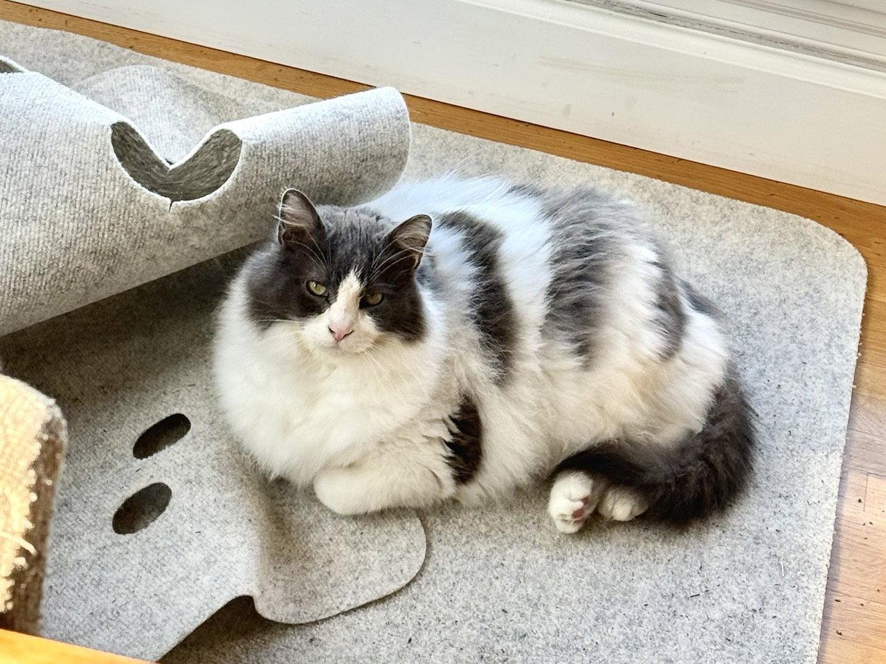 Enlarge Gumbo, a Adoptable Domestic Medium Hair in Oakland, CA image 3/3