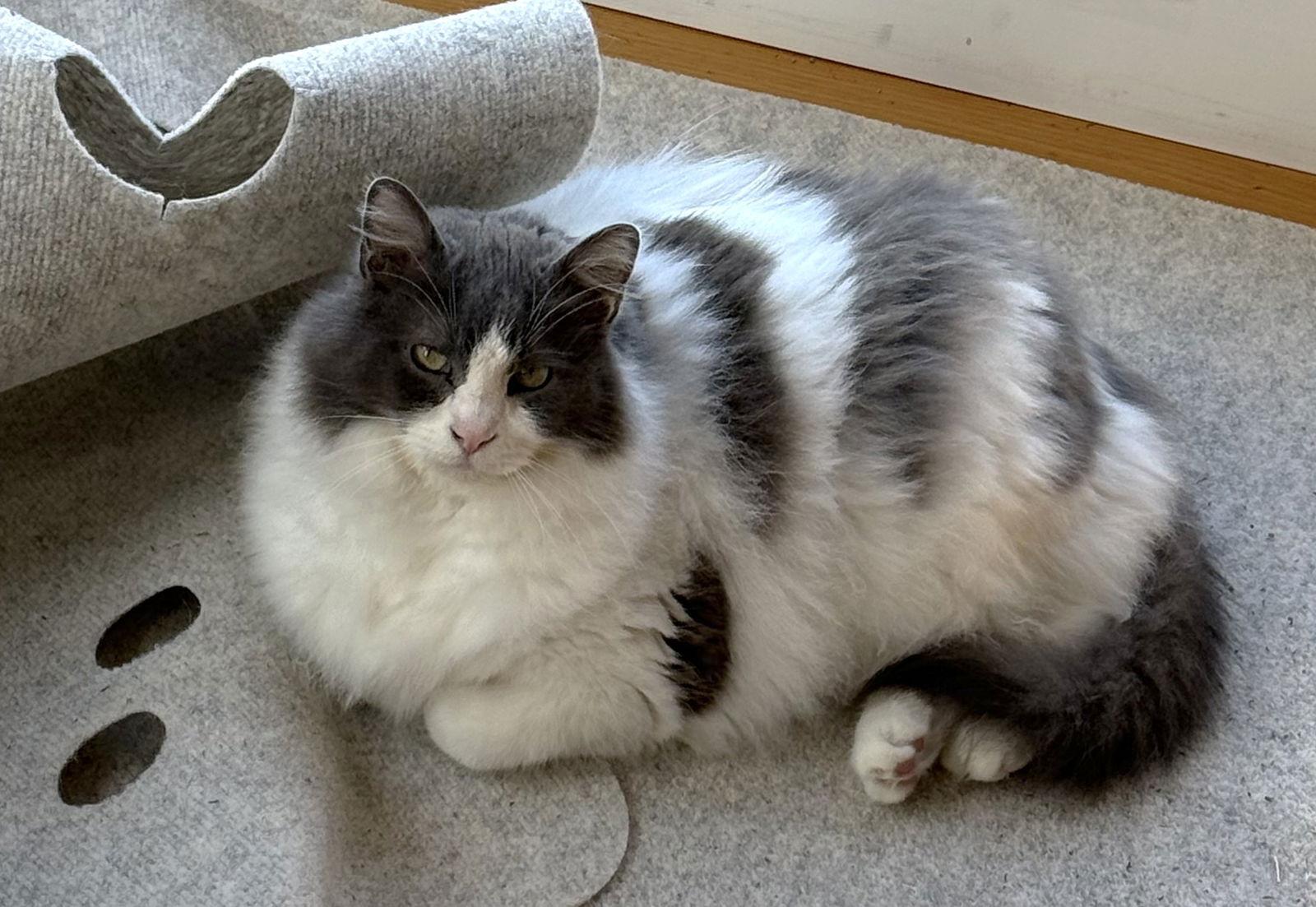 Gumbo — thumbnail 4